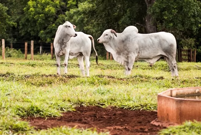 Desvalorização do Boi Gordo: Queda de 15% em Mato Grosso comparado ao ano anterior