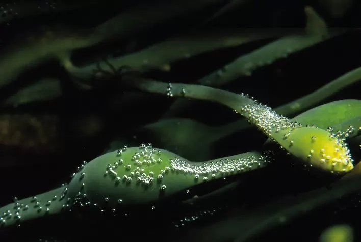 Bioativadores à base de algas Ascophyllum nodosum auxiliam as plantas a tolerar ao calor excessivo e às variações climáticas