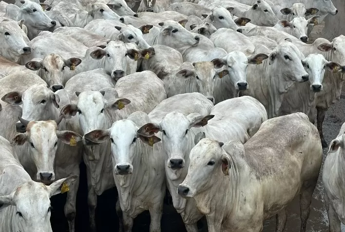 Circuito Nelore de Qualidade 2023 avaliou mais de 1.000 animais em Diamantino (MT)