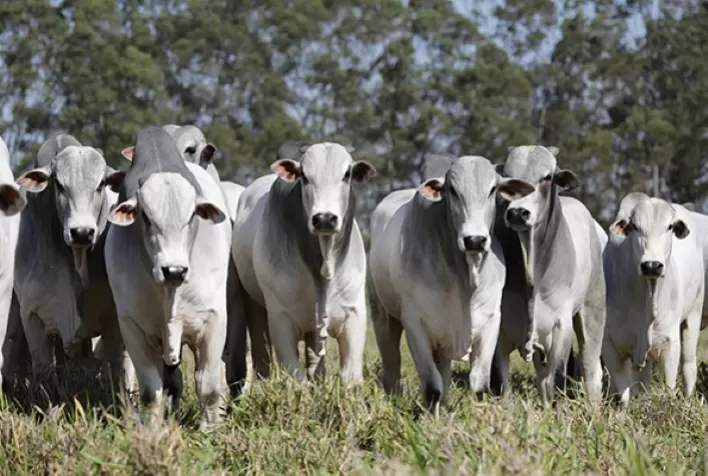 Vacinação contra febre aftosa será suspensa em mais sete estados a partir de 2024