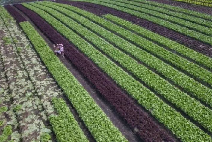 Panorama da horticultura brasileira: Área cultivada com hortifrútis retorna aos níveis pré-pandemia