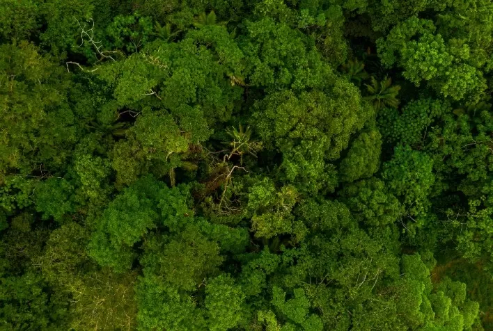 CTSF e Redário apresentam propostas à Conaveg para restauração de ecossistemas
