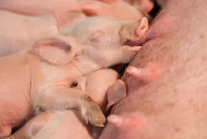 Pesquisa da AKEI Animal Research comprova que beta glucanos de algas na dieta de porcas melhoram colostro e imunidade de leitões
