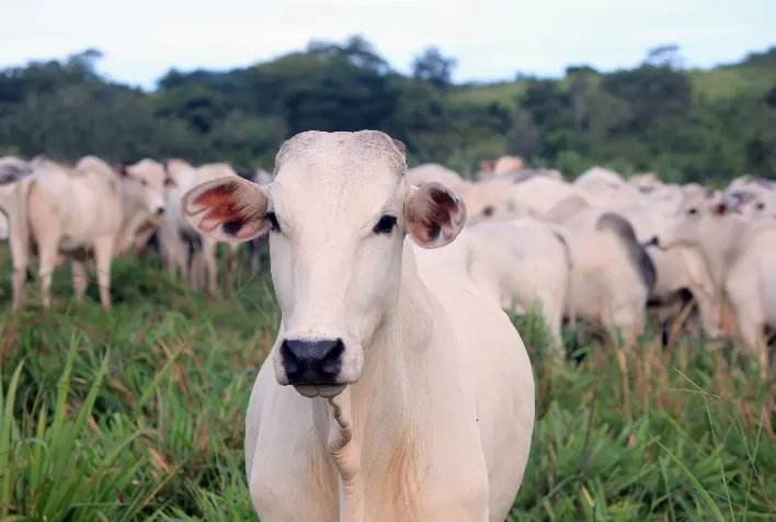 Estabilidade nos preços do boi gordo e abates atingem patamar mais elevado em 9 anos