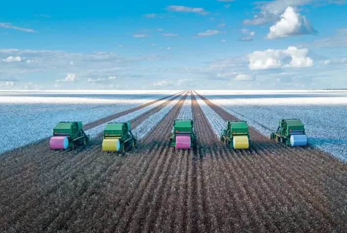 Estabilidade notável: Preços do algodão em pluma se mantêm resilientes apesar do mercado spot mais lento
