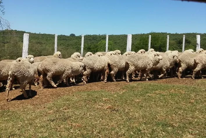 Exportação de genética e cadeia da carne são desafios da ovinocultura para 2024