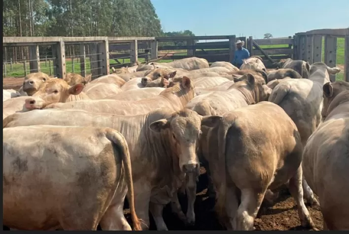 Melhoramento genético transforma fazenda de Goiás em modelo de sucesso