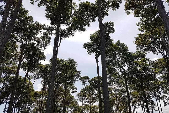 Pagamento por serviços ambientais impulsiona desenvolvimento sustentável na Amazônia