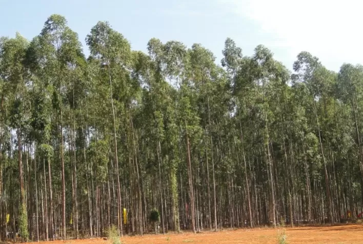 Embrapa irá avaliar clones de eucalipto para biomassa em Mato Grosso
