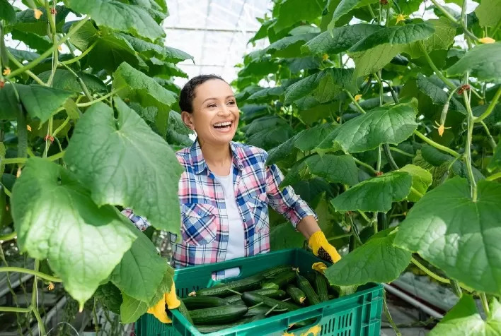 Produção de pepino é alternativa para agricultores de Rio Pardo