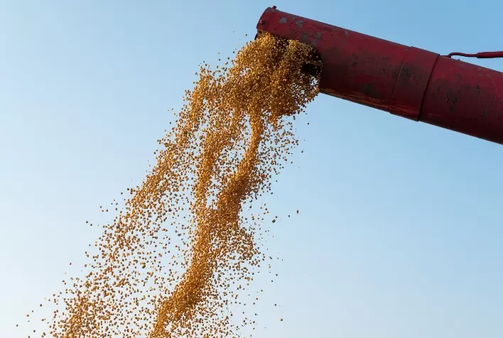 Desafios climáticos impactam projeções para safra de soja no Brasil, refletindo tendência global com implicações econômicas