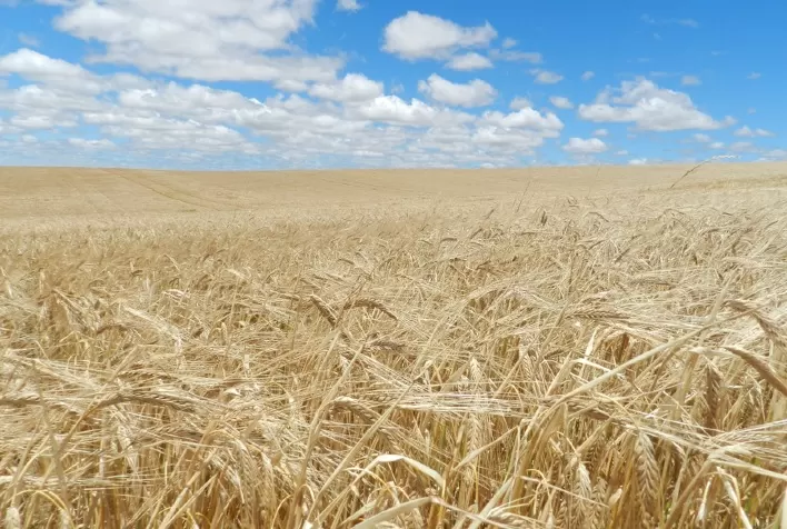Clima adverso reduz produção de cevada no Brasil enquanto consumo de cerveja é impulsionado pelas altas temperaturas