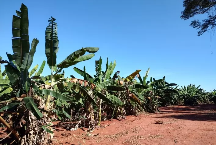 Durante o mês de dezembro, foram inspecionadas propriedades rurais comerciais na região de Anápolis, considerada maior produtora da fruta no Estado