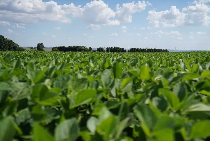 Apesar do impacto climático, produtividade de soja em 23/24 deve ficar estável para cooperados da Frísia