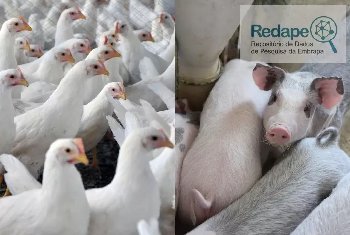 Embrapa disponibiliza dados para caracterização da avicultura e da suinocultura no Brasil a partir de censo do IBGE