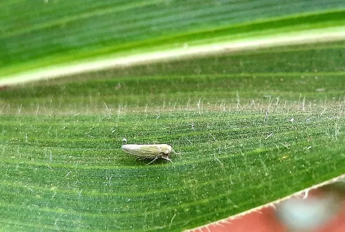 Adjuvantes são importantes aliados dos inseticidas e bioinseticidas, no combate a cigarrinha-do-milho