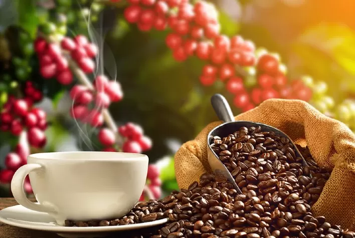 Desvalorização nos contratos de café em Nova York na abertura da semana devido às chuvas no Brasil