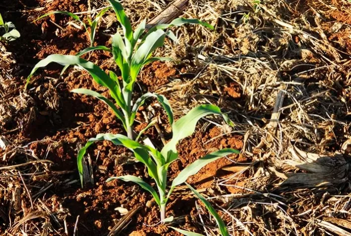 Produtores paranaenses iniciam plantio da segunda safra de milho