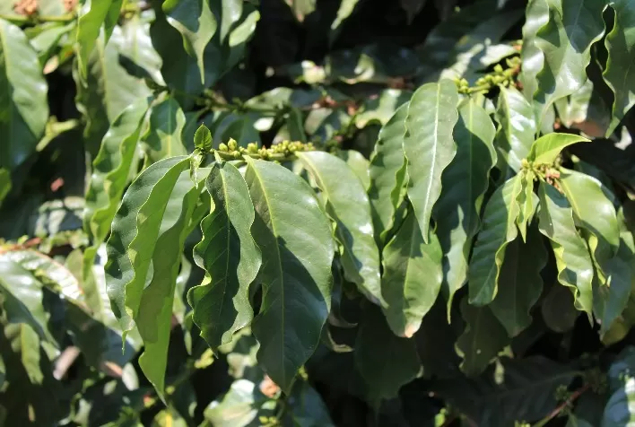 Soluções da Mosaic Fertilizantes tornam cafezais mais vigorosos e produtivos