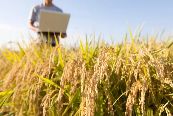 Agroindústria já pode aderir ao programa da Receita Federal que libera pagamento de dívidas tributárias sem juros