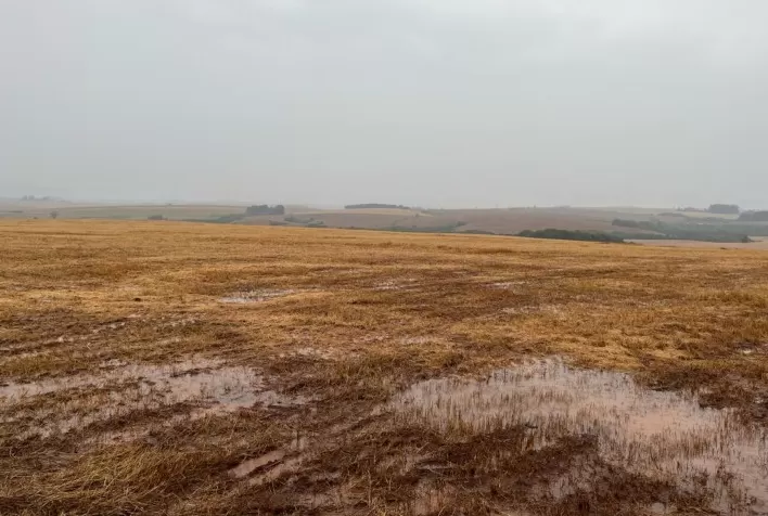 Clima faz produtores trocarem soja por algodão no Mato Grosso e a produtividade diminuir para gaúchos