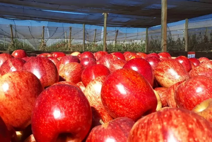 RASIP abre mercado de exportação de maçãs para Emirados Árabes e Singapura