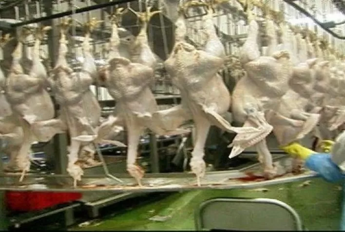 ABPA: Exportações de carne de peru registram alta de 17,8% em 2023