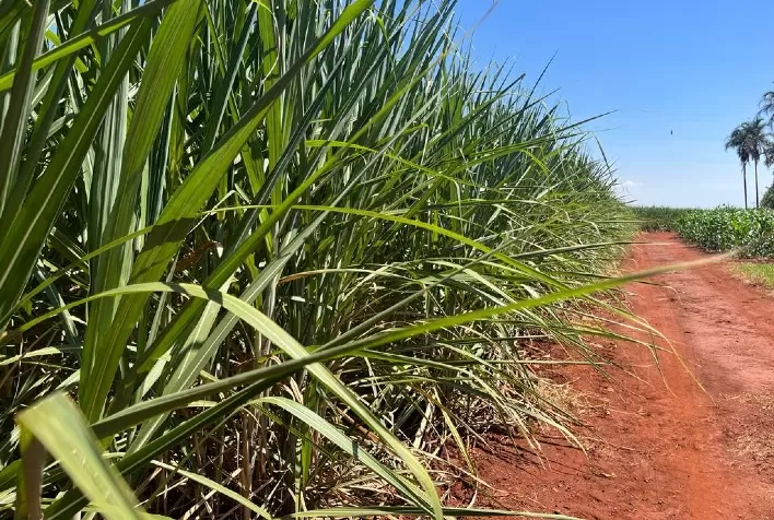 Produção recorde de cana no Centro-Sul sinaliza recuperação do setor bioenergético