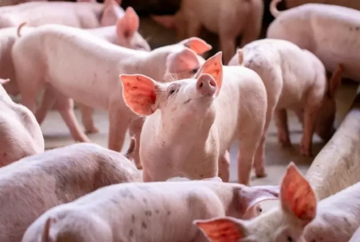Potência em desempenho com máxima segurança: revelados os benefícios do uso do propionato de cromo na alimentação animal