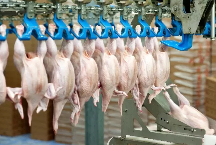 Desempenho do frango abatido na segunda semana de 2023