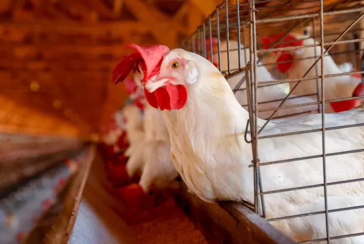 Secretários da Agricultura pedem ao Ministério rigor nas regras contra influenza aviária