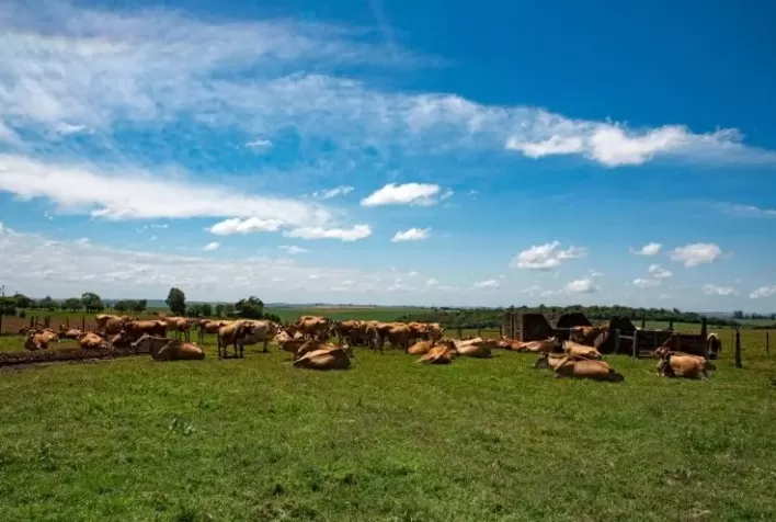 Pastoreio Rotatínuo aumenta produtividade em fazendas leiteiras
