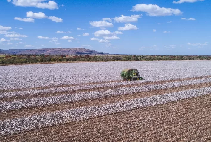 Minas Gerais alcança a maior produtividade algodoeira do país