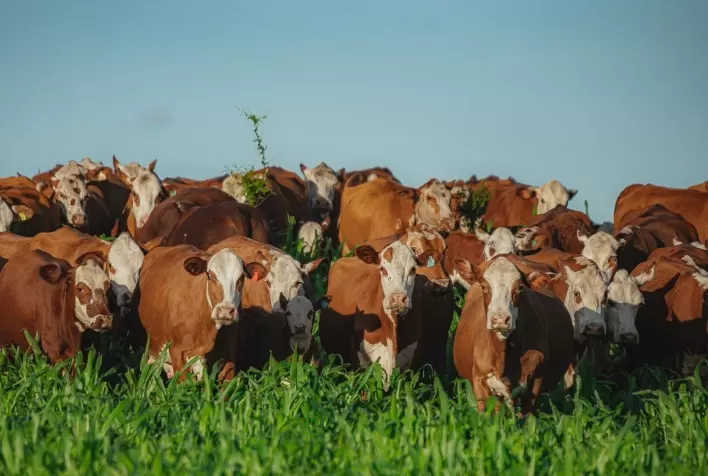 Raças Hereford e Braford têm crescimento de 11% no ano de 2023