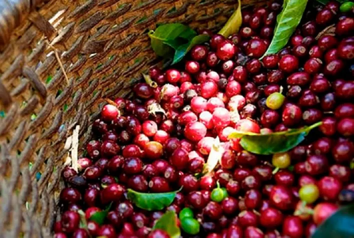 Café Colombiano: Navegando pelo Clima e Exportações; confira análise hEDGEpoint