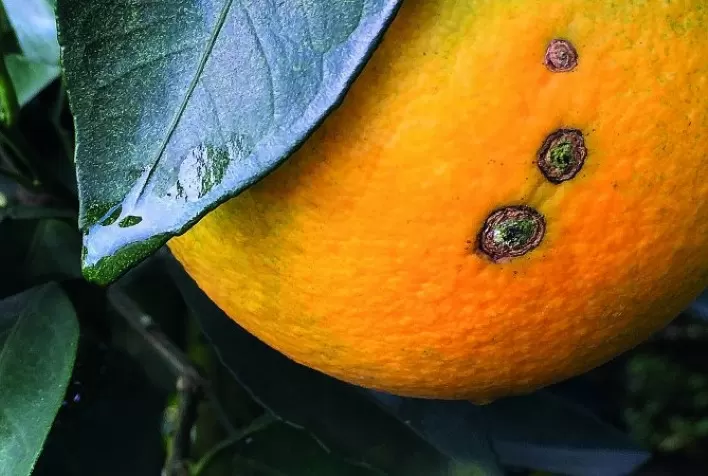 Citricultura – Relatório Cancro/Greening aponta mais de 214 milhões de plantas inspecionadas