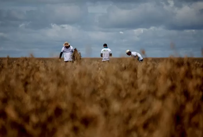 Sob impacto do El Niño, safra de soja apresenta perdas irreversíveis em todos os estados brasileiros