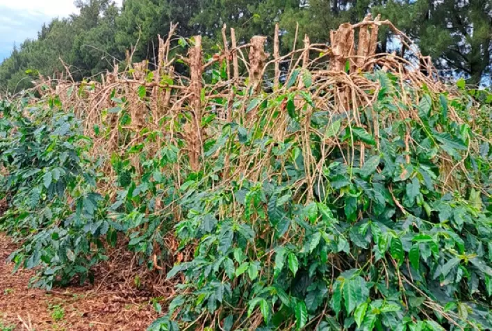Poda do Cafeeiro Arábica é o novo curso gratuito disponibilizado pela Embrapa Café