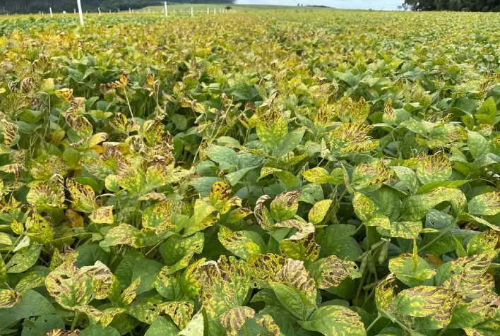 Pressão de ferrugem e novas mutações do fungo causador da doença exigem medidas preventivas, alertam especialistas