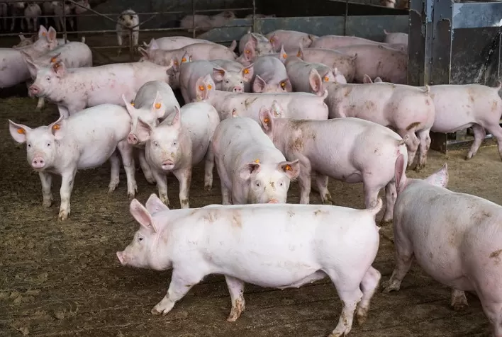 Santa Catarina alcança recorde na produção de suínos em 2023, totalizando 17,86 milhões de animais