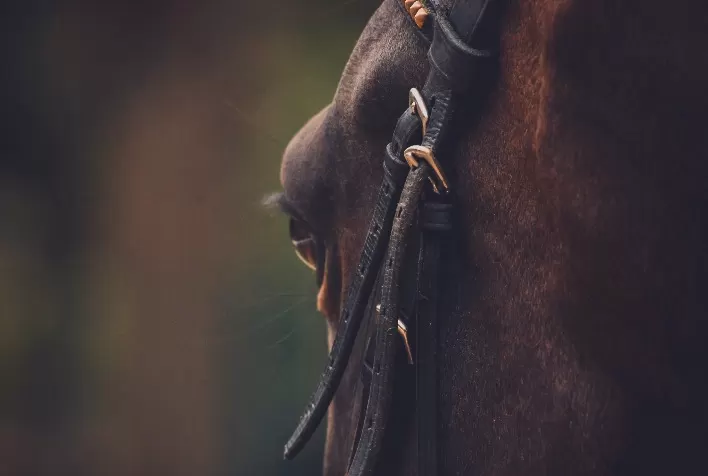 Recuperação física e manutenção do equilíbrio hidroeletrolítico são essenciais para boa saúde e desempenho de cavalos atletas