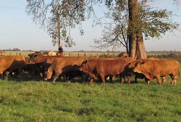 Balanço anual da produção de carne nos EUA: Aumento de 2%, mas desafios persistem em segmentos específicos