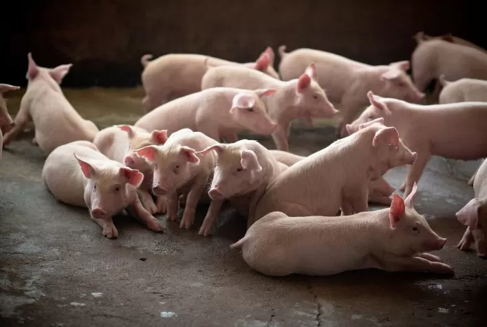 Inovação na suinocultura: Teste permite identificação ágil e precisa da Coccidiose