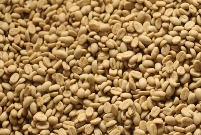 EPAMIG disponibiliza sementes de café de alta qualidade para produtores