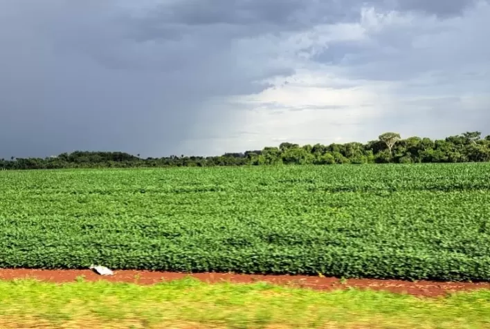 MS: Prazo para cadastro de áreas de plantio de soja termina hoje, dia 31 de janeiro