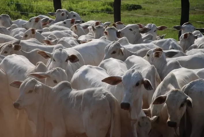 Cenário pecuário: Análise detalhada do mercado de boi gordo em janeiro de 2024