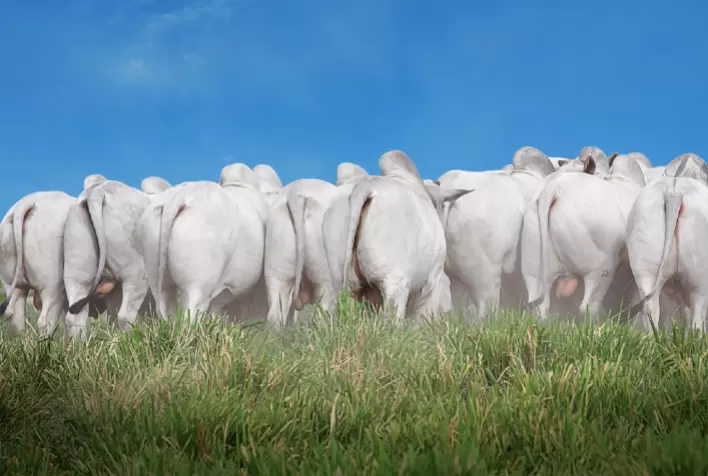 Leilão ofertará 100% de lotes de filhos de embriões ABS NEO
