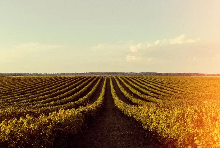 Biond Agro reduz novamente expectativa para safra de soja e milho