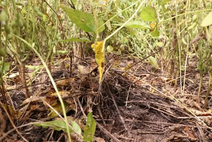Manejo do solo e ZARC são ferramentas para produtor reduzir os riscos com adversidades climáticas