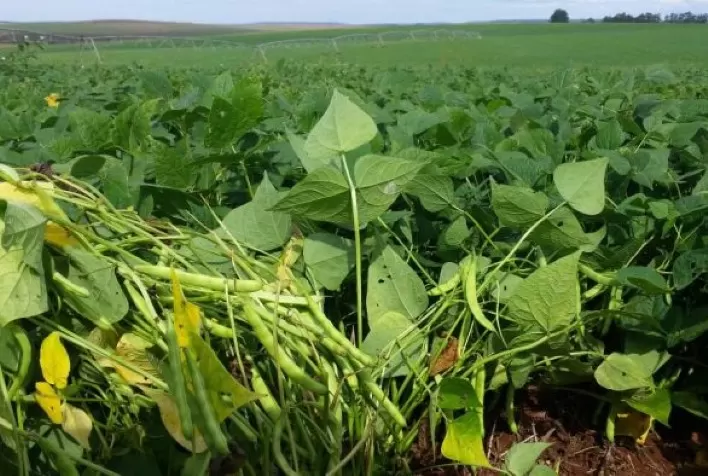 Desafios na produção de feijão: Semana encerra com novidades positivas para produtores, mas alerta para ameaça de mosca branca na segunda safra